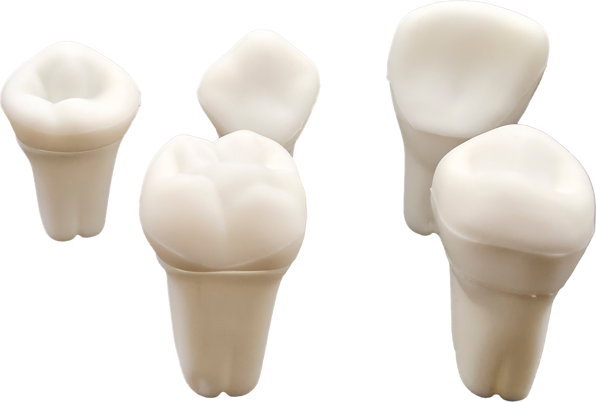 COFRES DE DIENTES CON DIFERENTES MODELOS