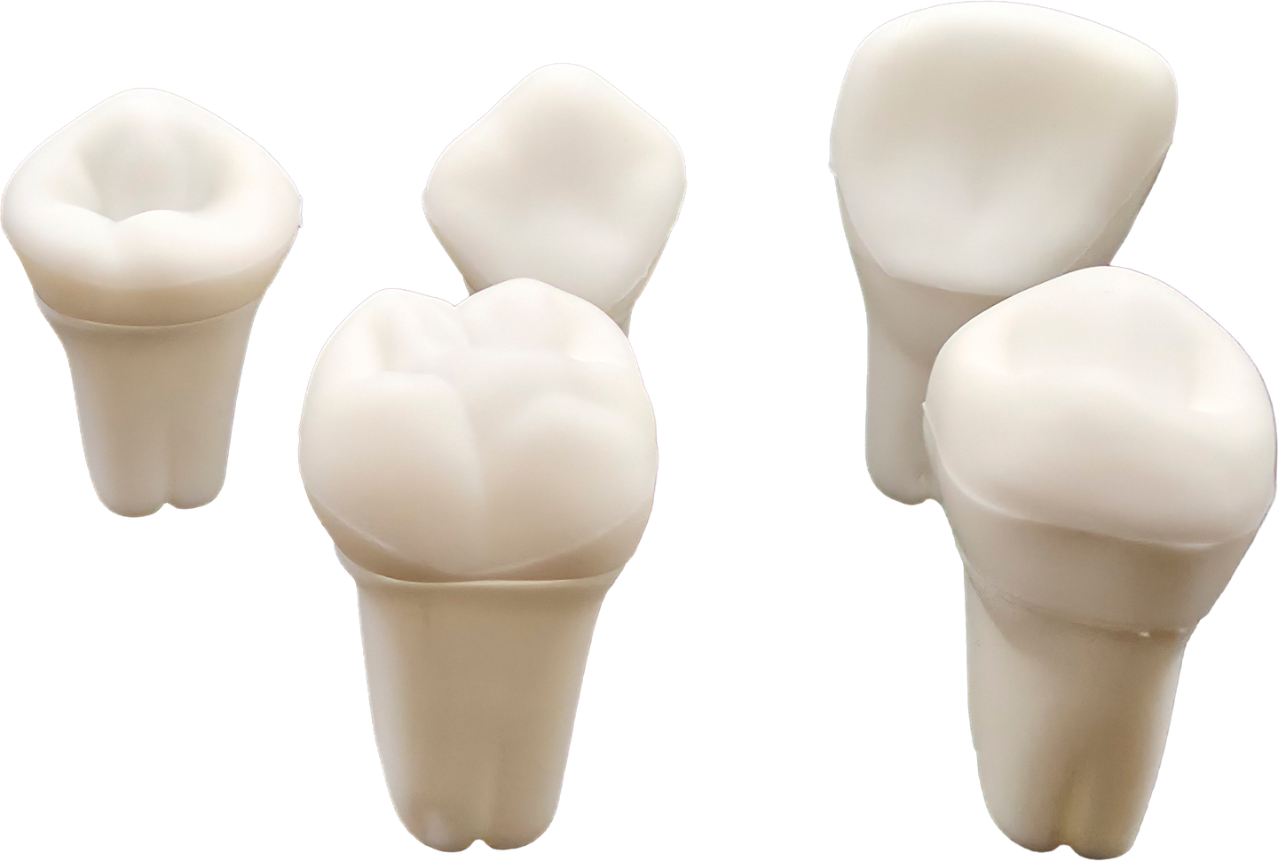COFRES DE DIENTES CON DIFERENTES MODELOS
