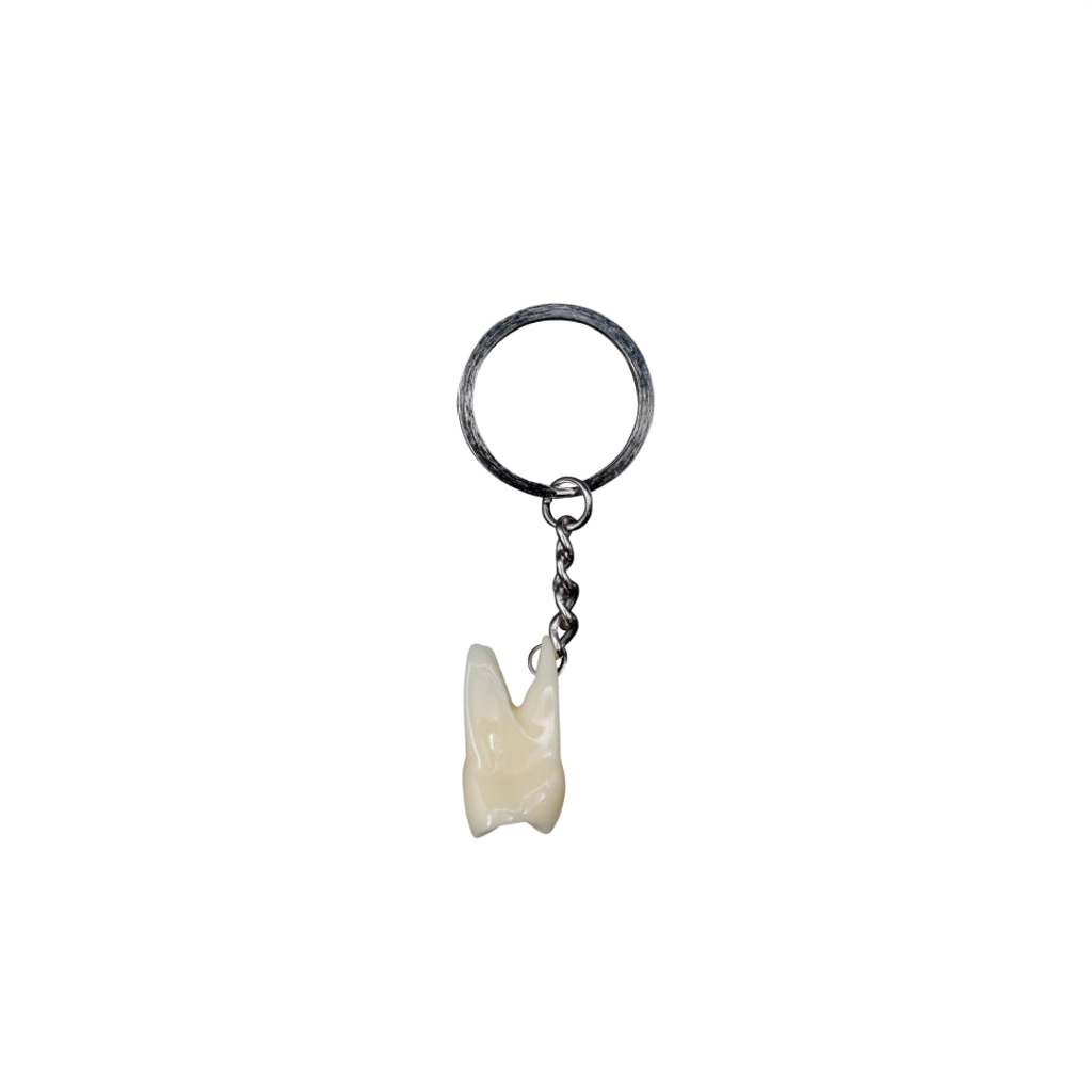 Llavero de un molar anatómico