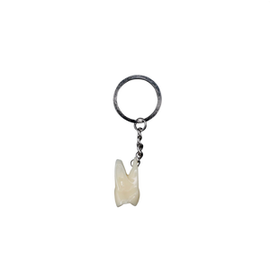 Llavero de un molar anatómico
