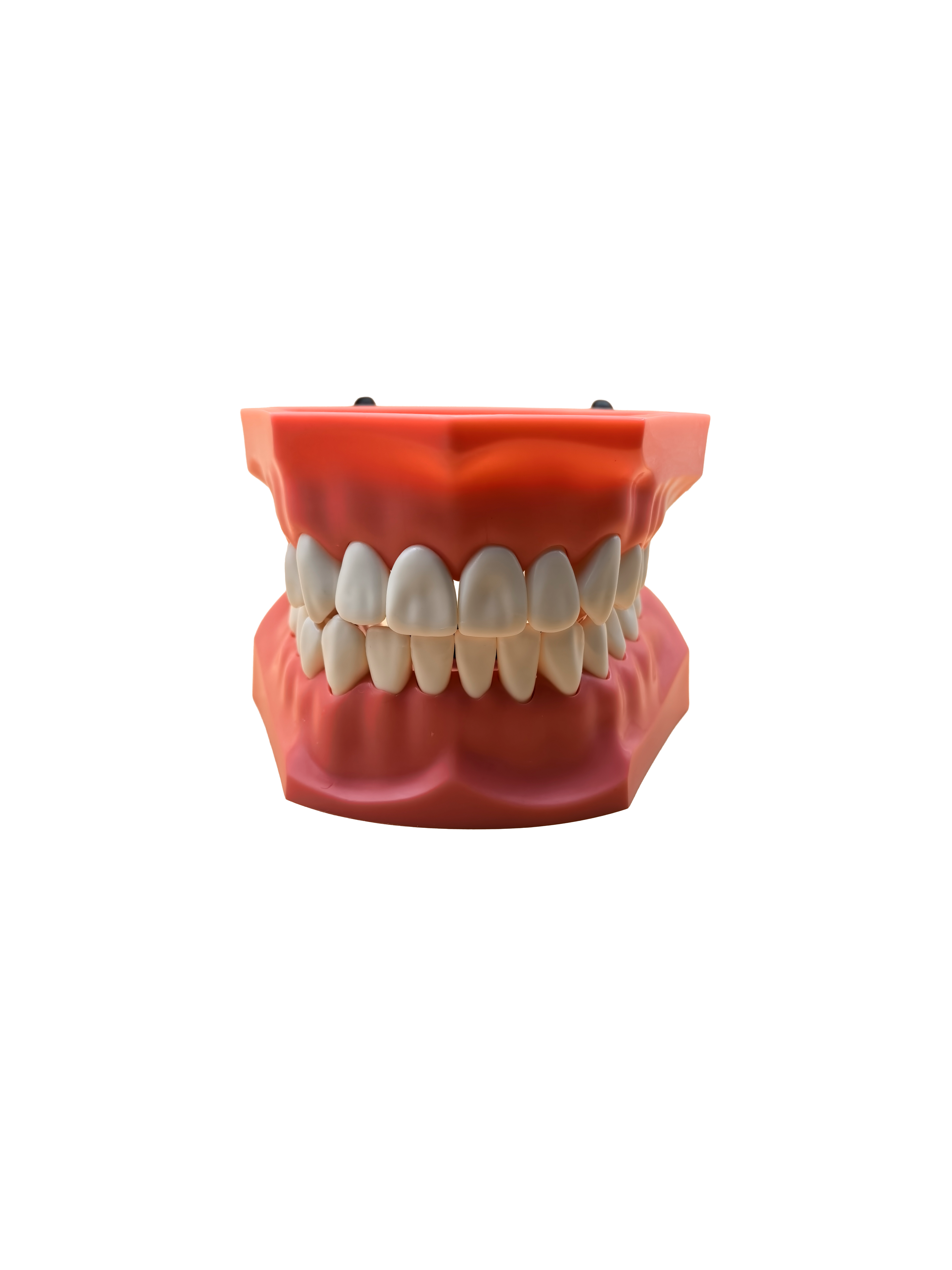 Tipodonto Jumbo con articulador Premium