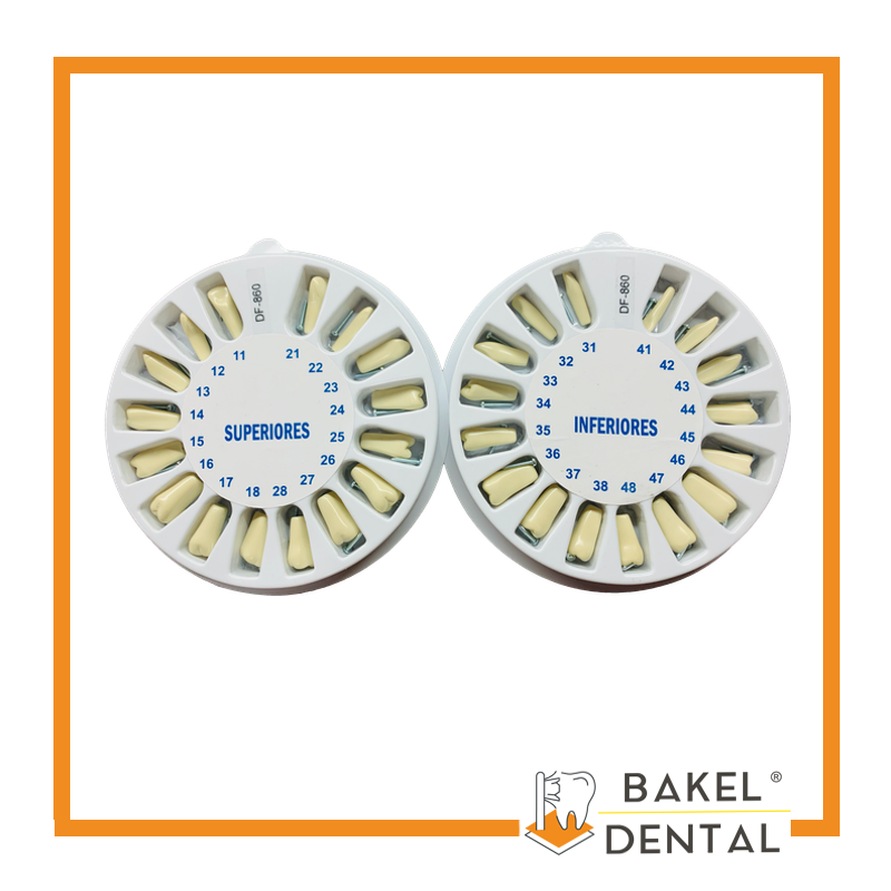 Dientes para Tipodonto tipo Columbia Adulto