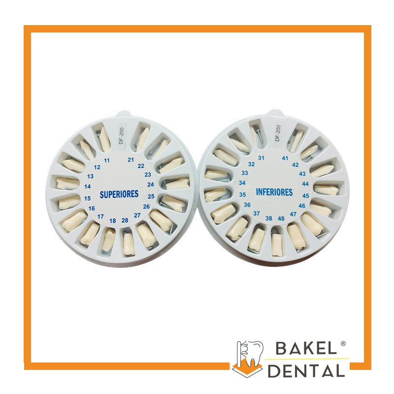 Dientes para Tipodonto tipo Nissin Adulto
